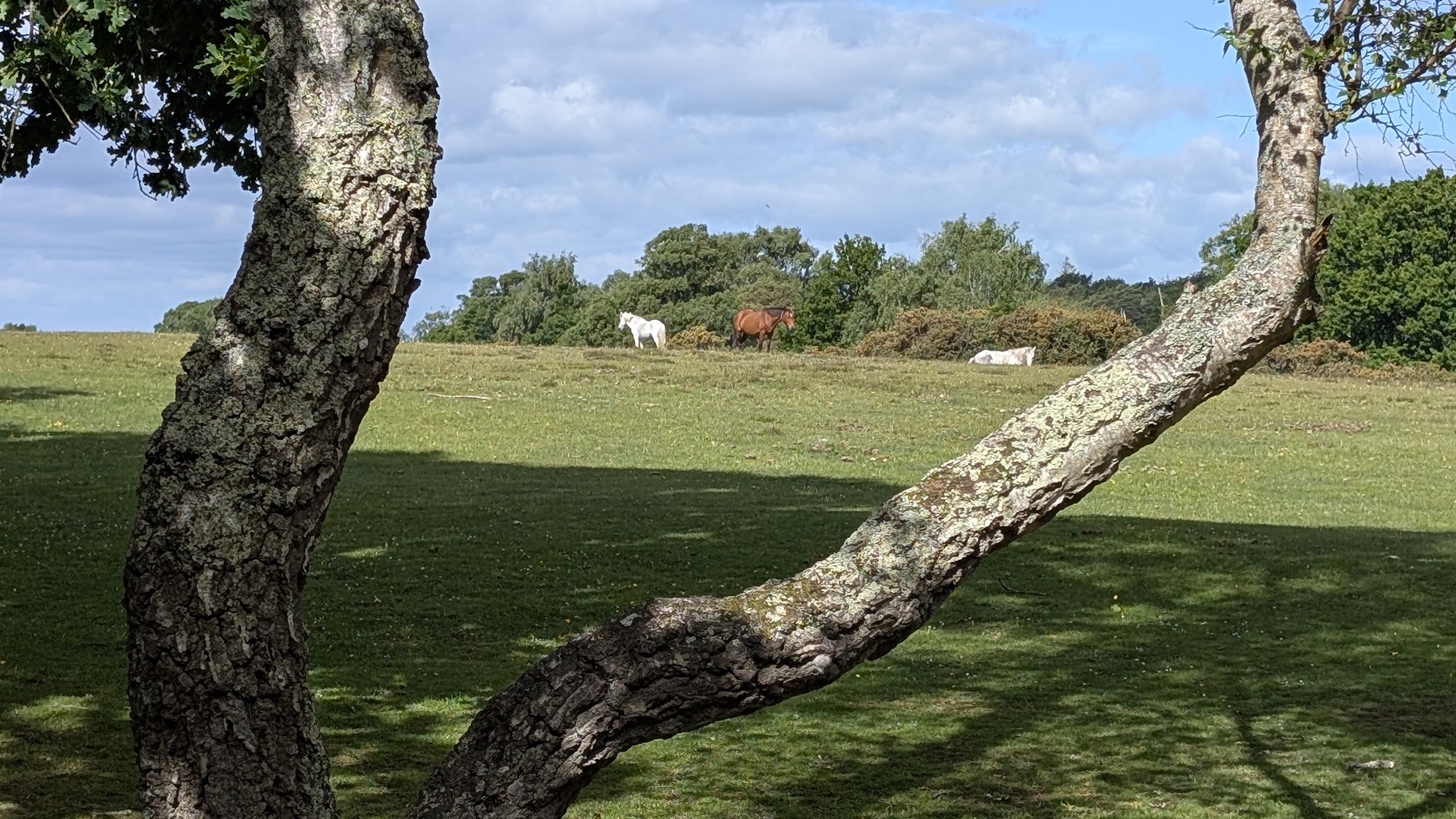 A Guide to Exploring Hampshire's Vineyards photo 1