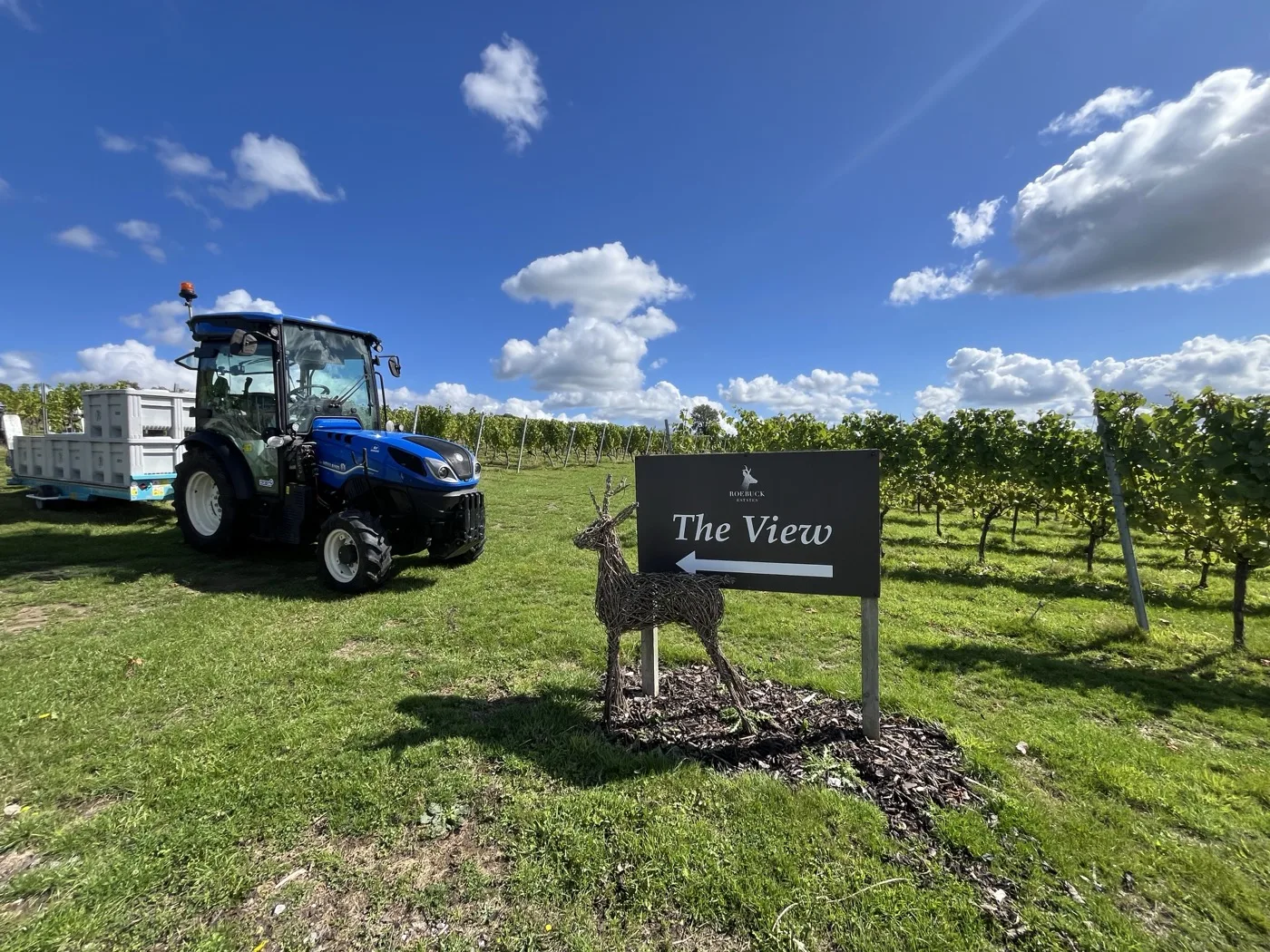 Harvest 2026: How to Get Involved at England's Vineyards