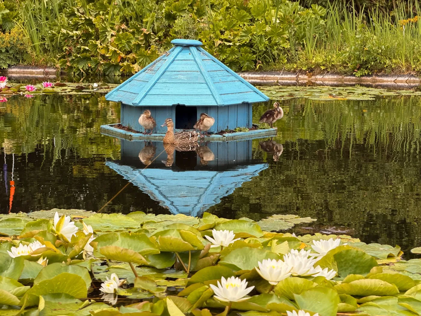 A decorative duck house in the High Clandon vineyard gardens