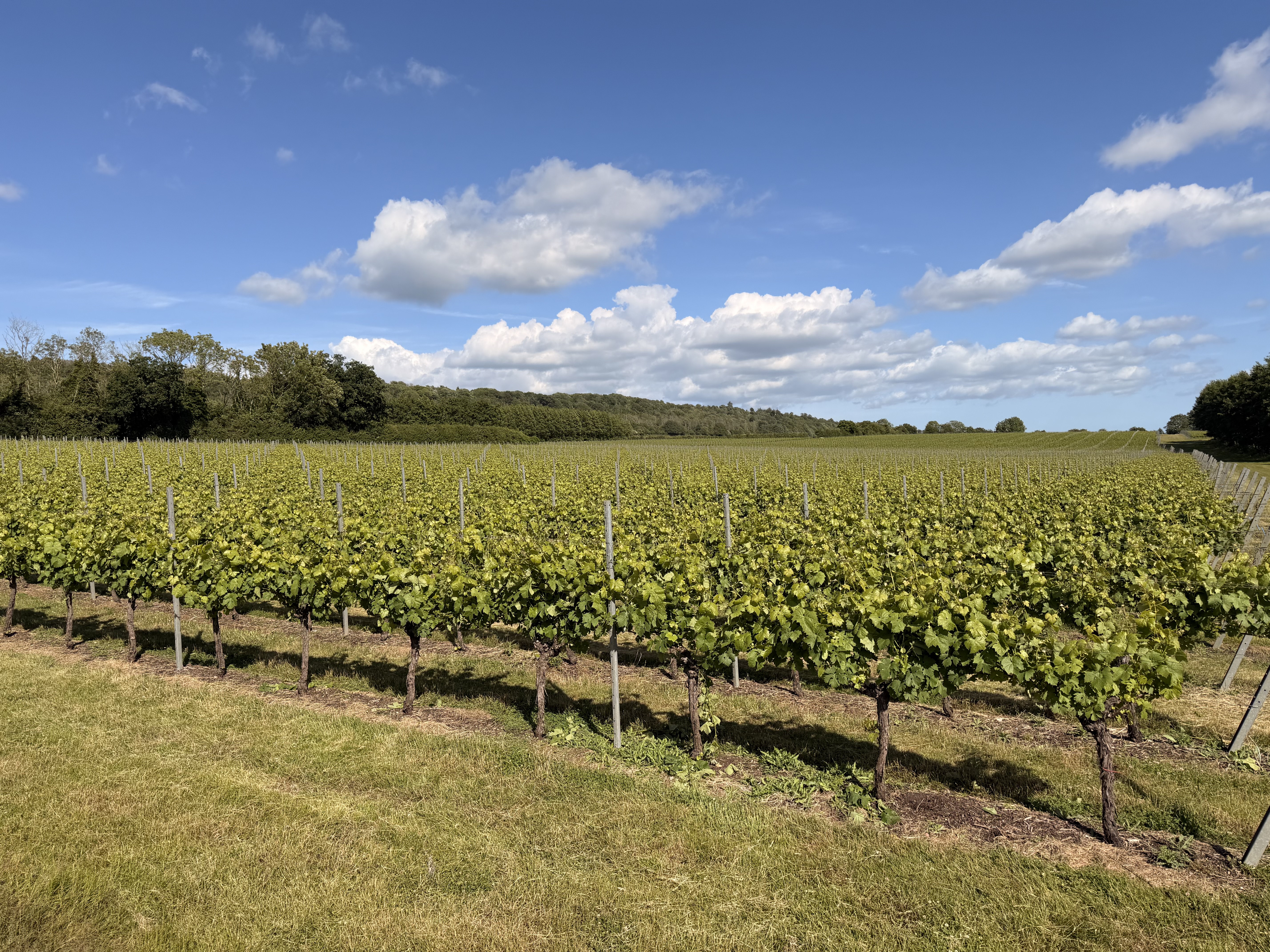 The vines at Westwell rolling into the distance