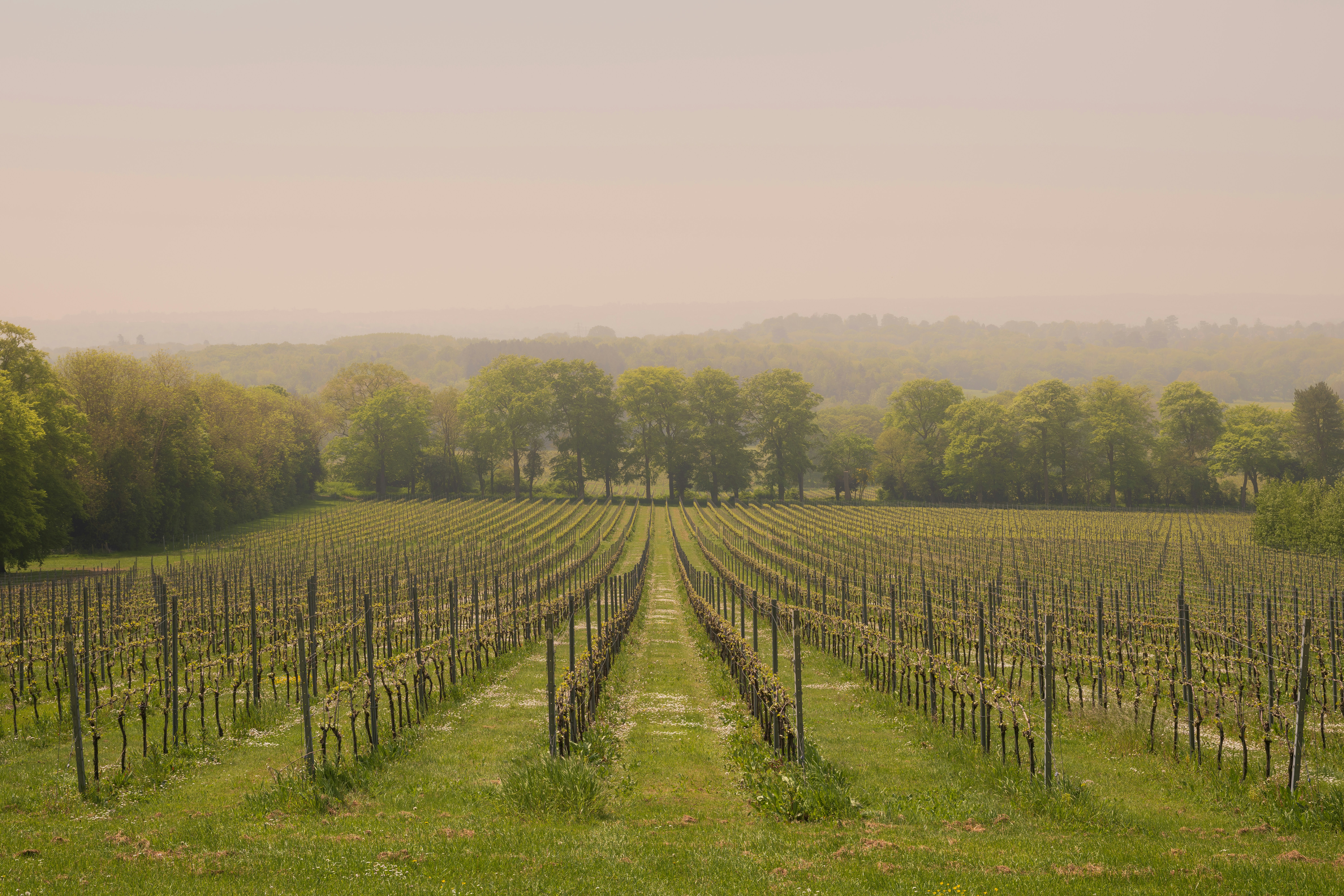 Rows of vines at a British vineyard