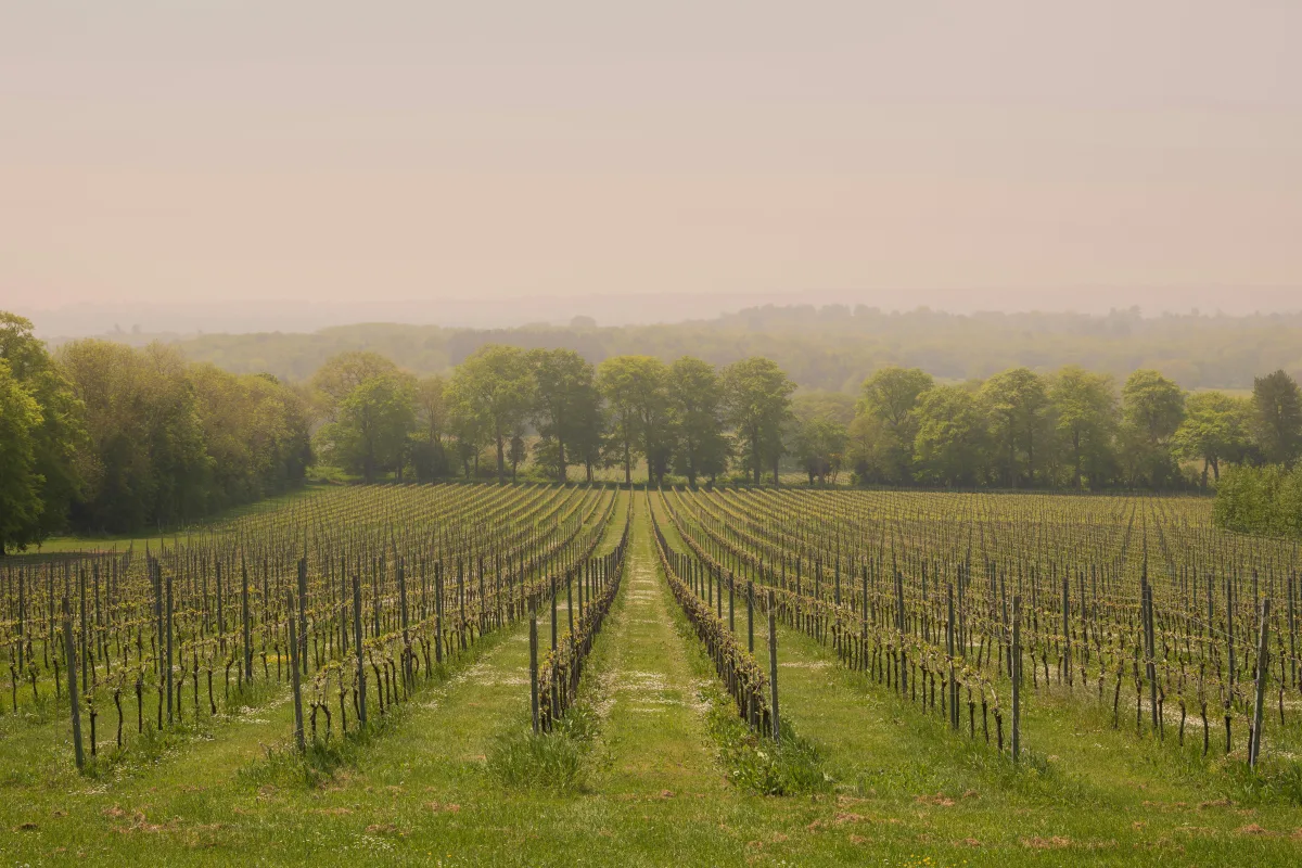 Rows of vines at a British vineyard