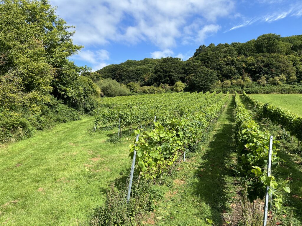 Abberley Hills Vineyard main photo