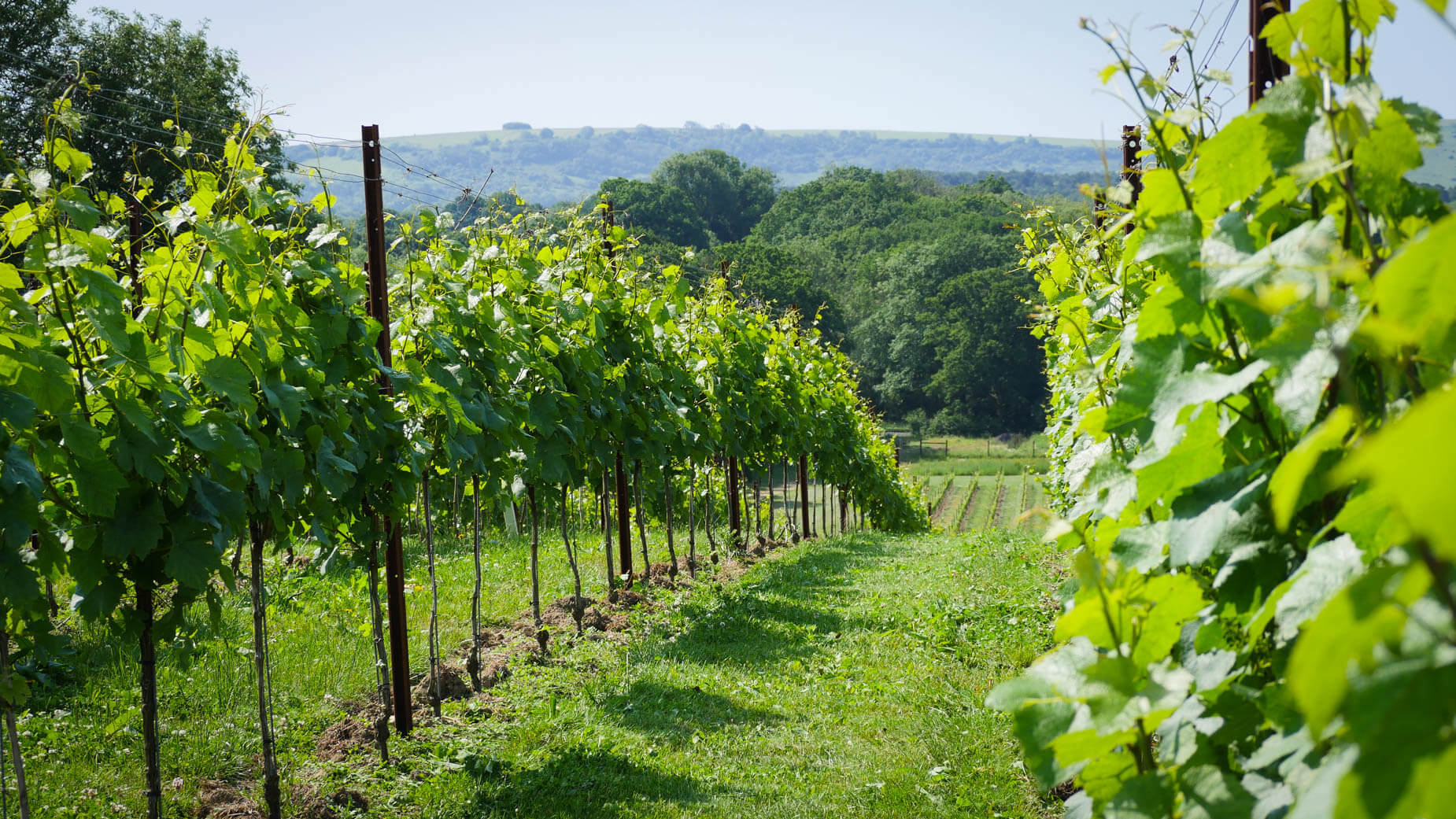 Abingworth Vineyard main photo