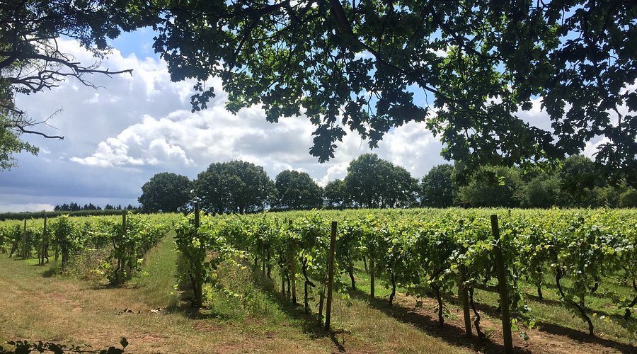 Astley Vineyard main photo