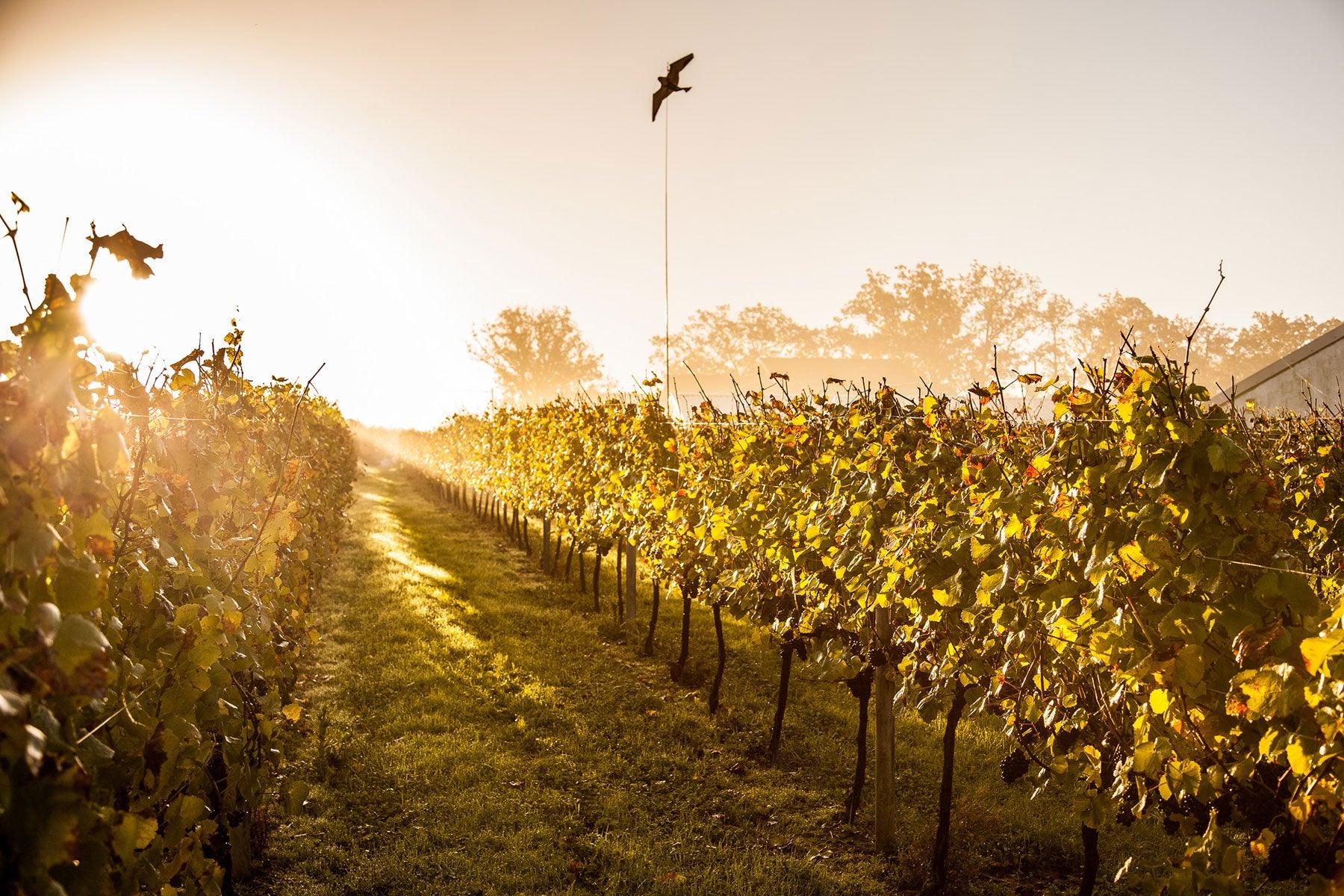 Bluebell Vineyard Estates main photo