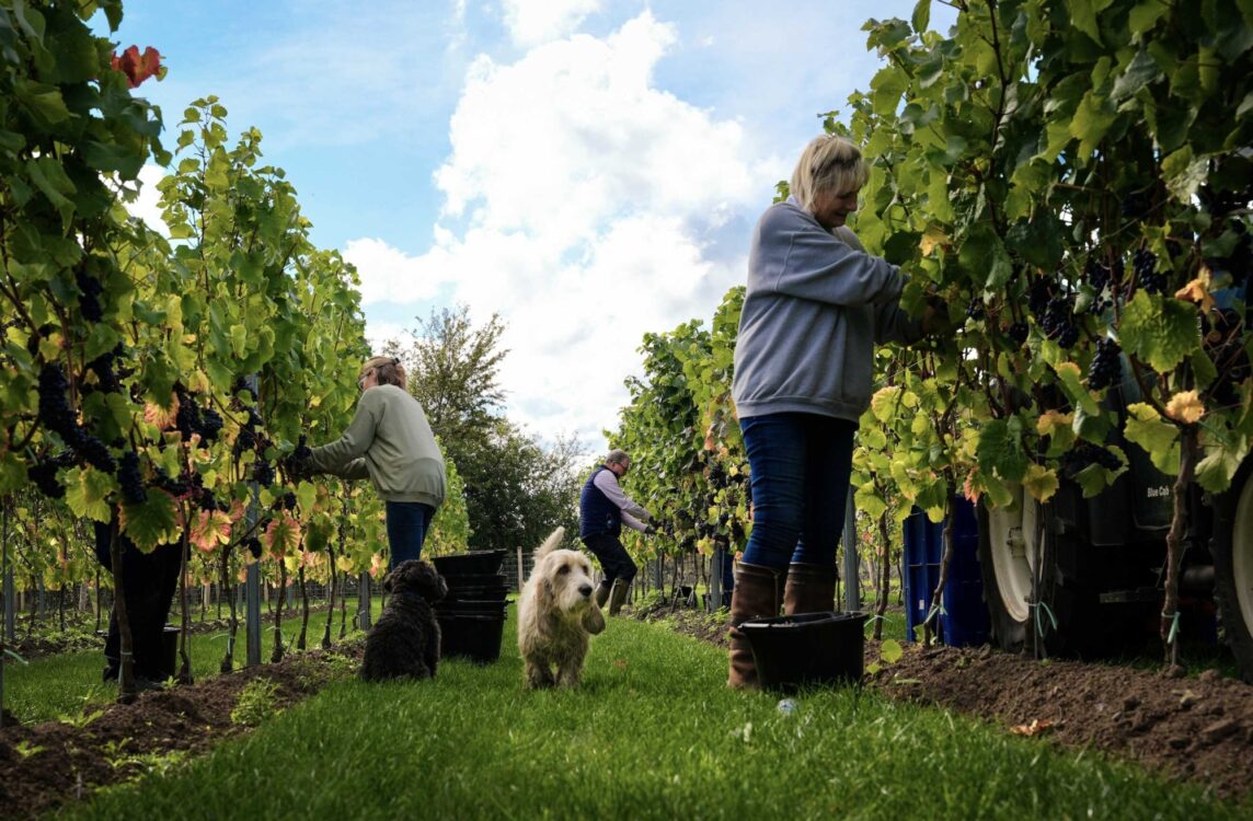 Cary Wine Estate main photo