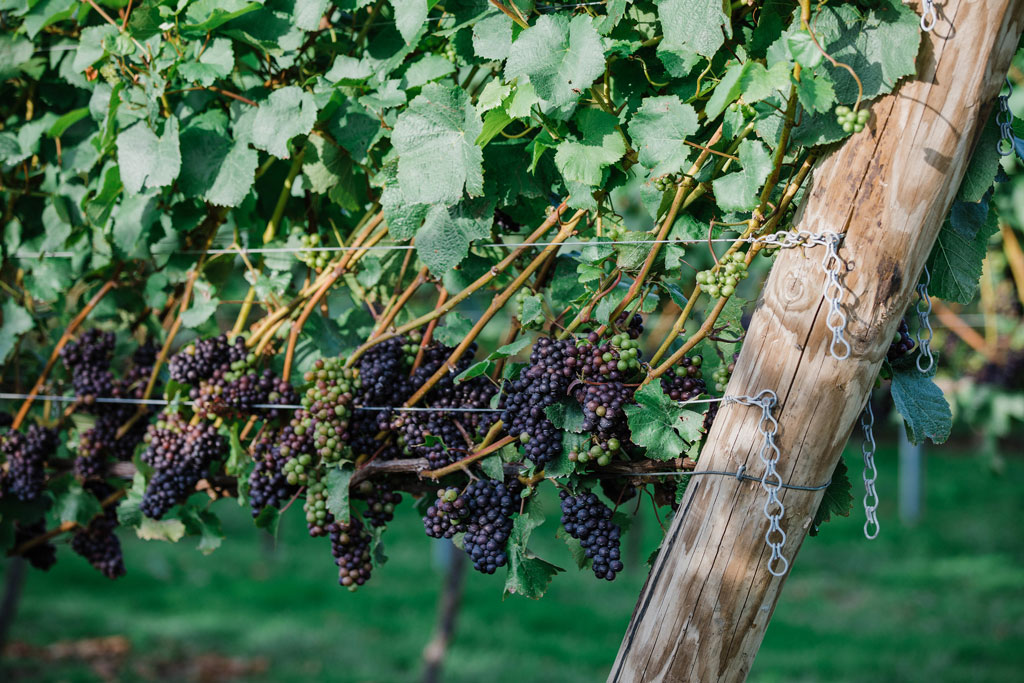 Charles Palmer Vineyards main photo