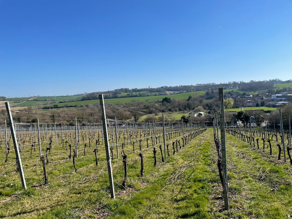 Chartham Vineyard main photo