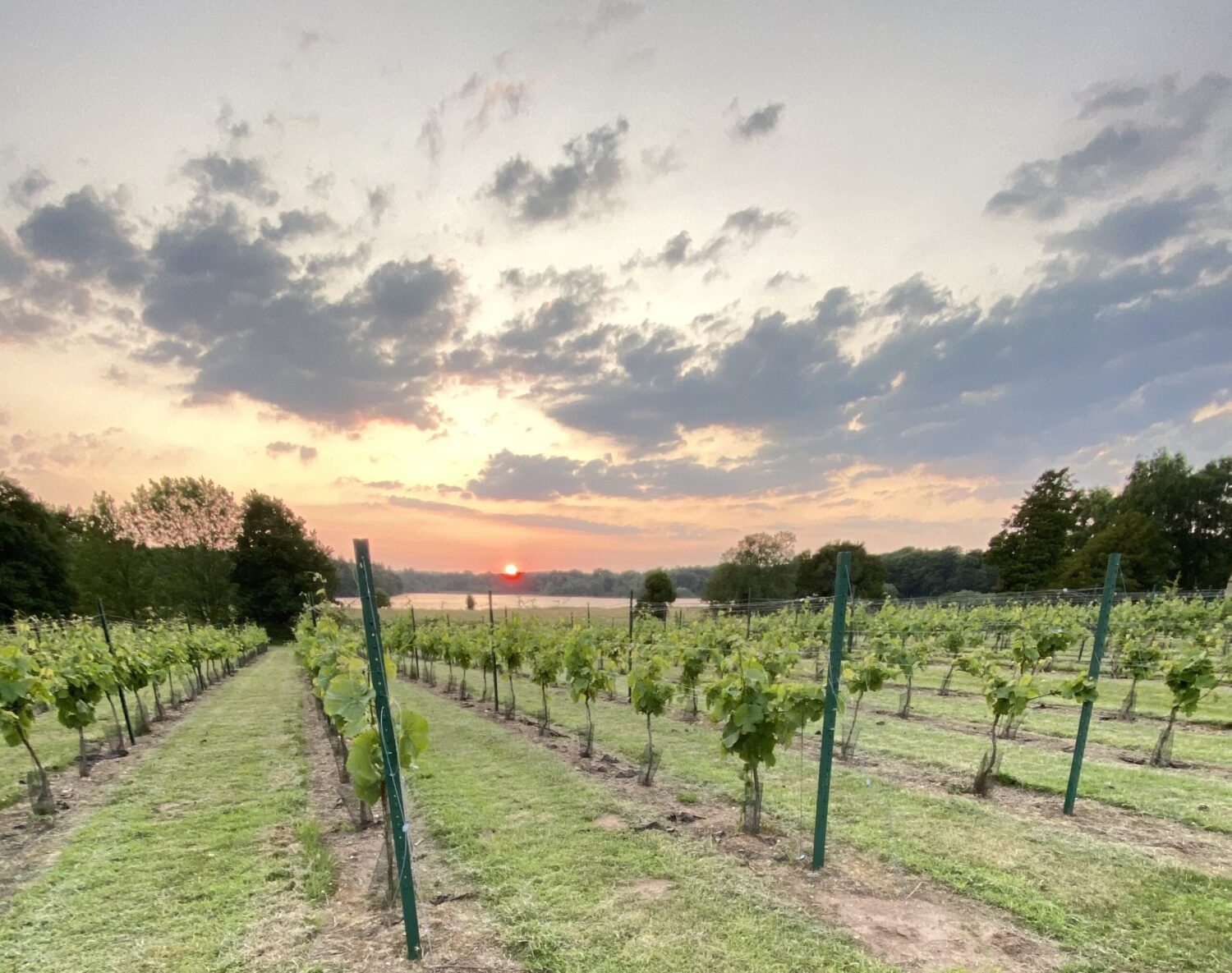 Colemere Vineyard main photo