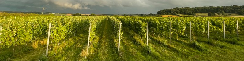 Corston Vineyard Estate main photo