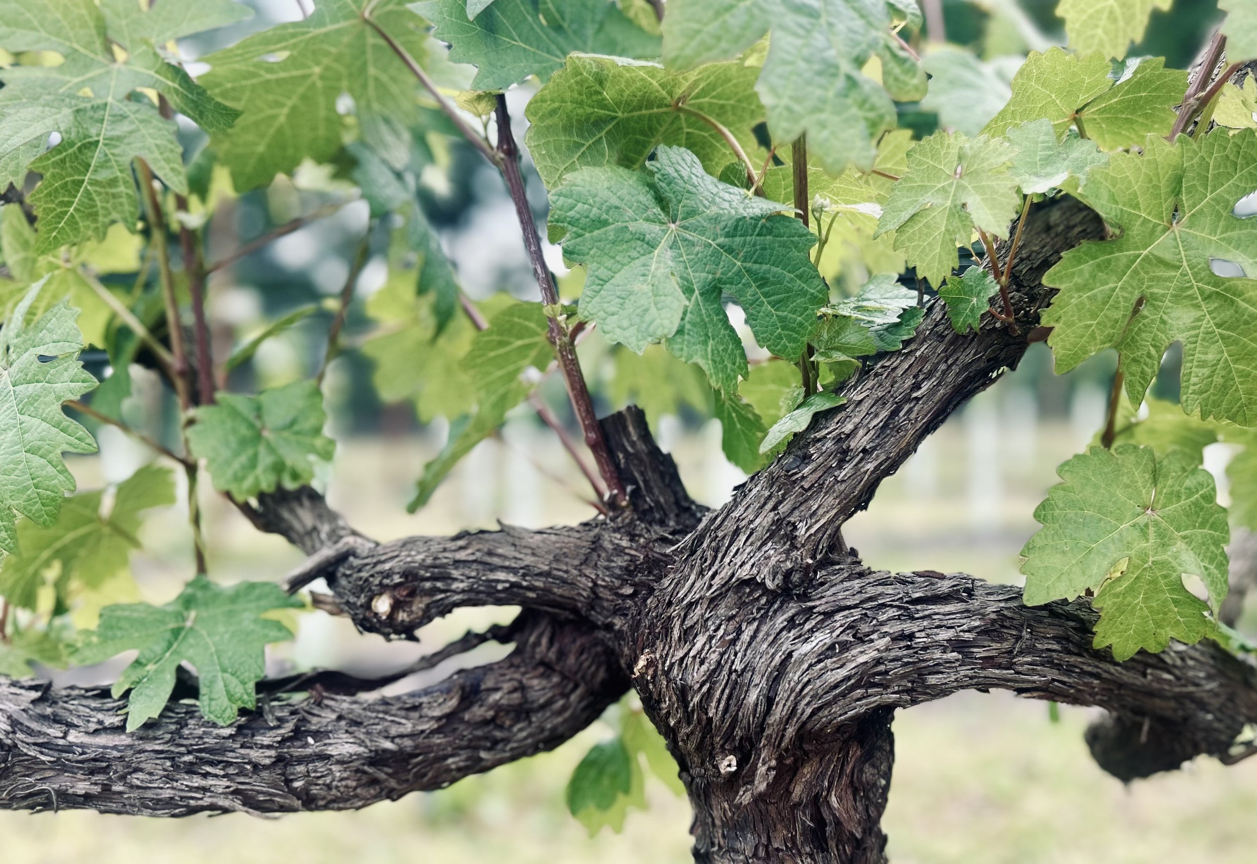 Downsview Vineyard main photo