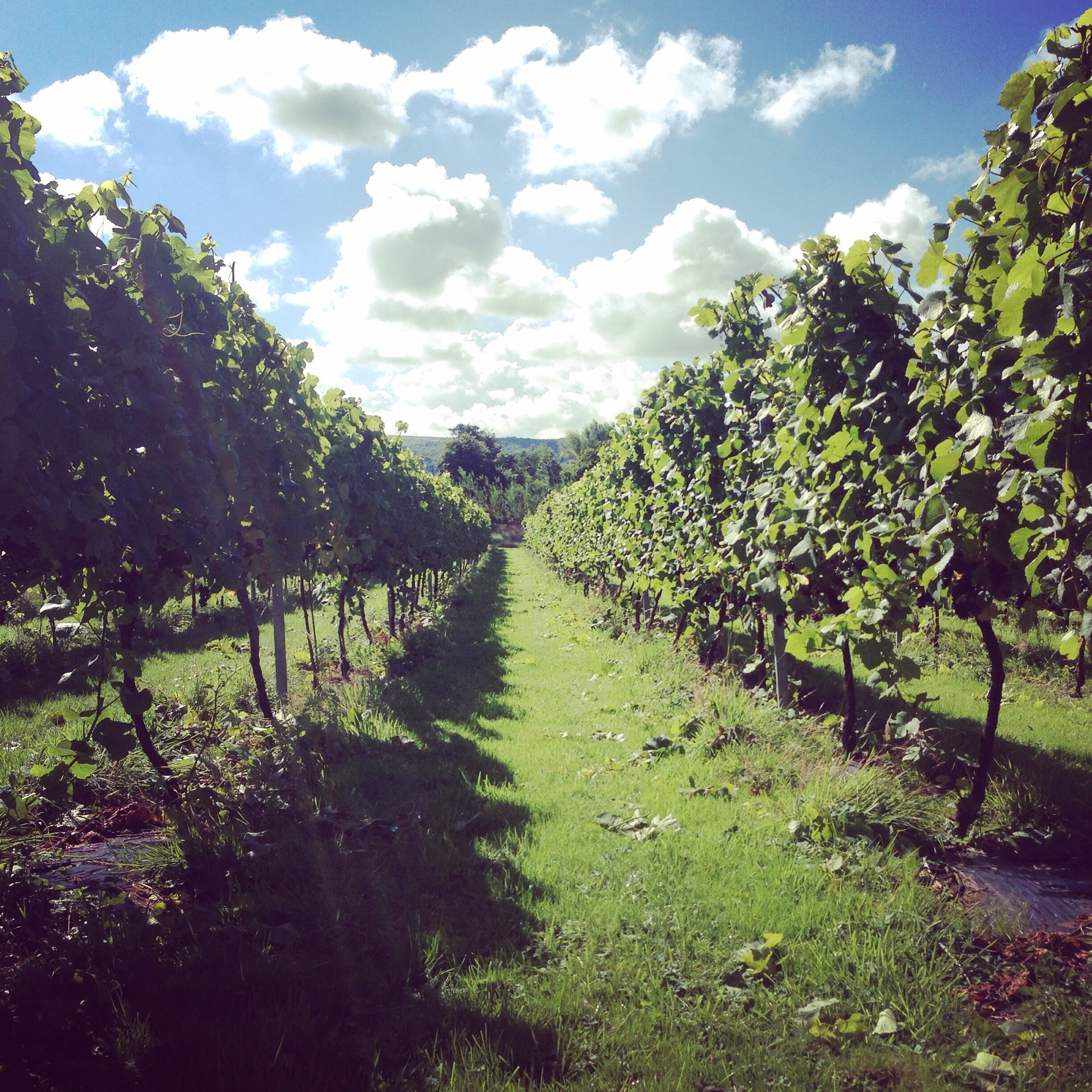 Dunleavy Vineyards main photo