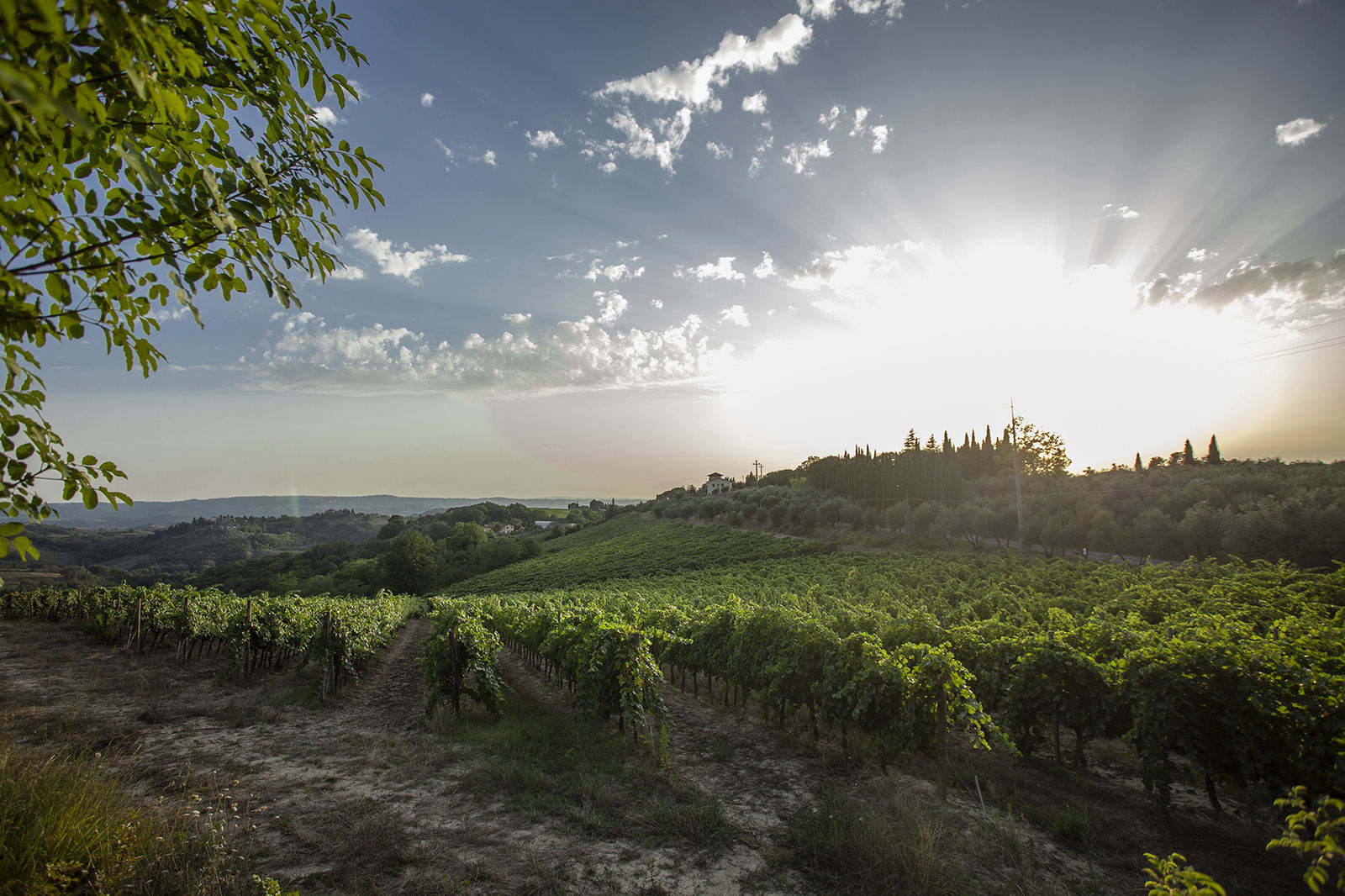 Easing Hill Vineyard main photo