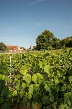East Meon Vineyard main photo