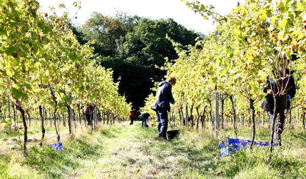 Forty Hall Vineyard main photo