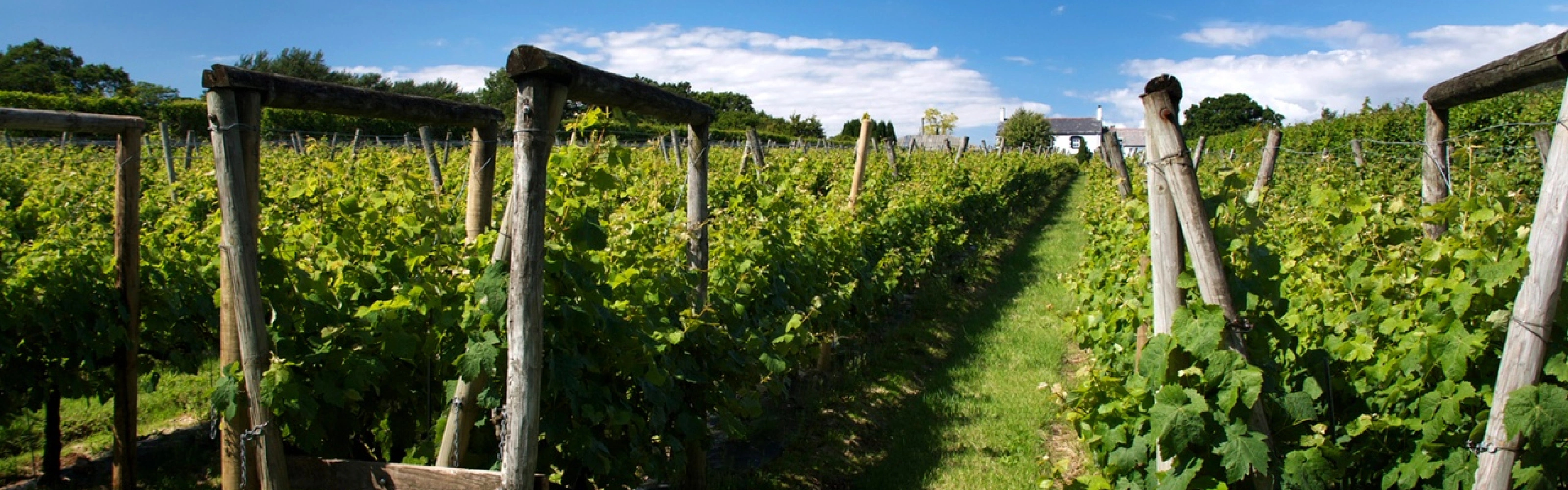 Glyndwr Vineyard main photo