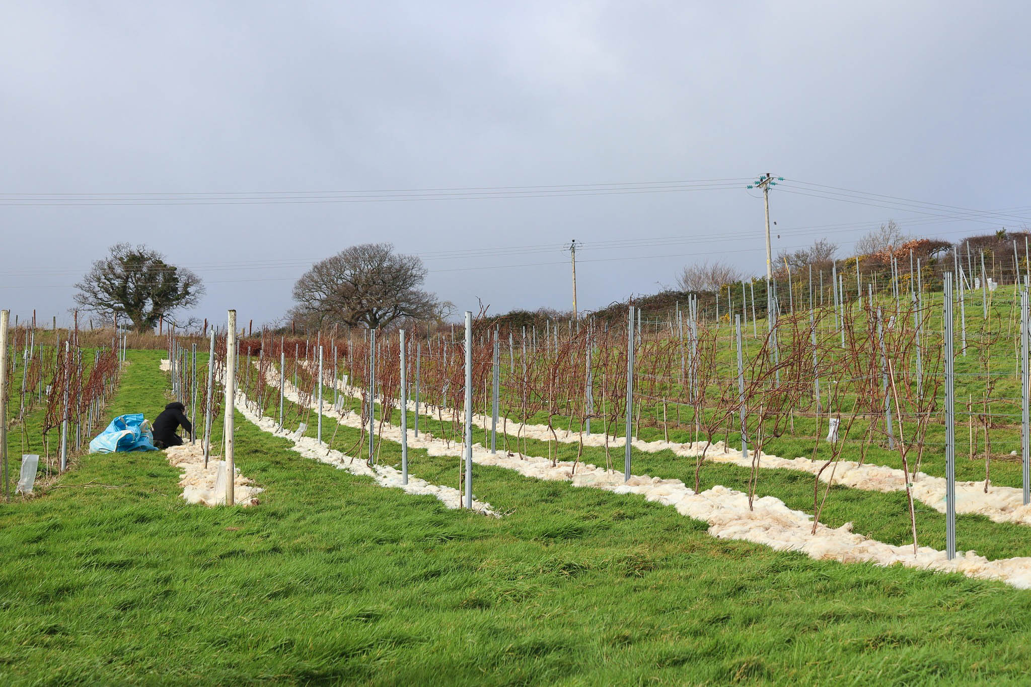 Gwinllan Conwy main photo