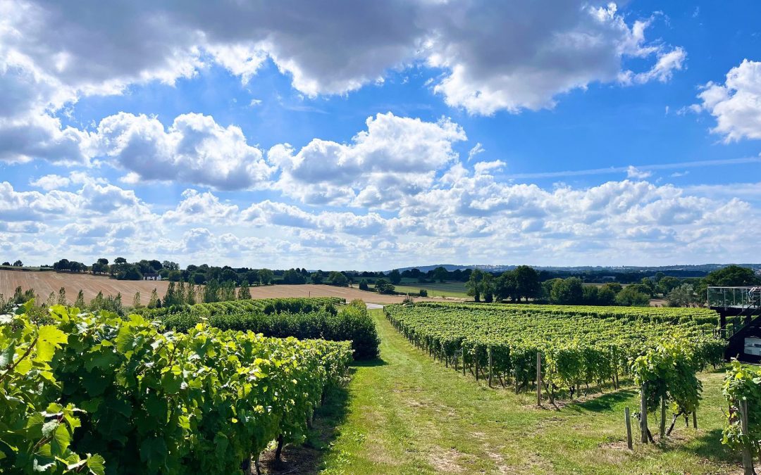 Halfpenny Green Wine Estate main photo