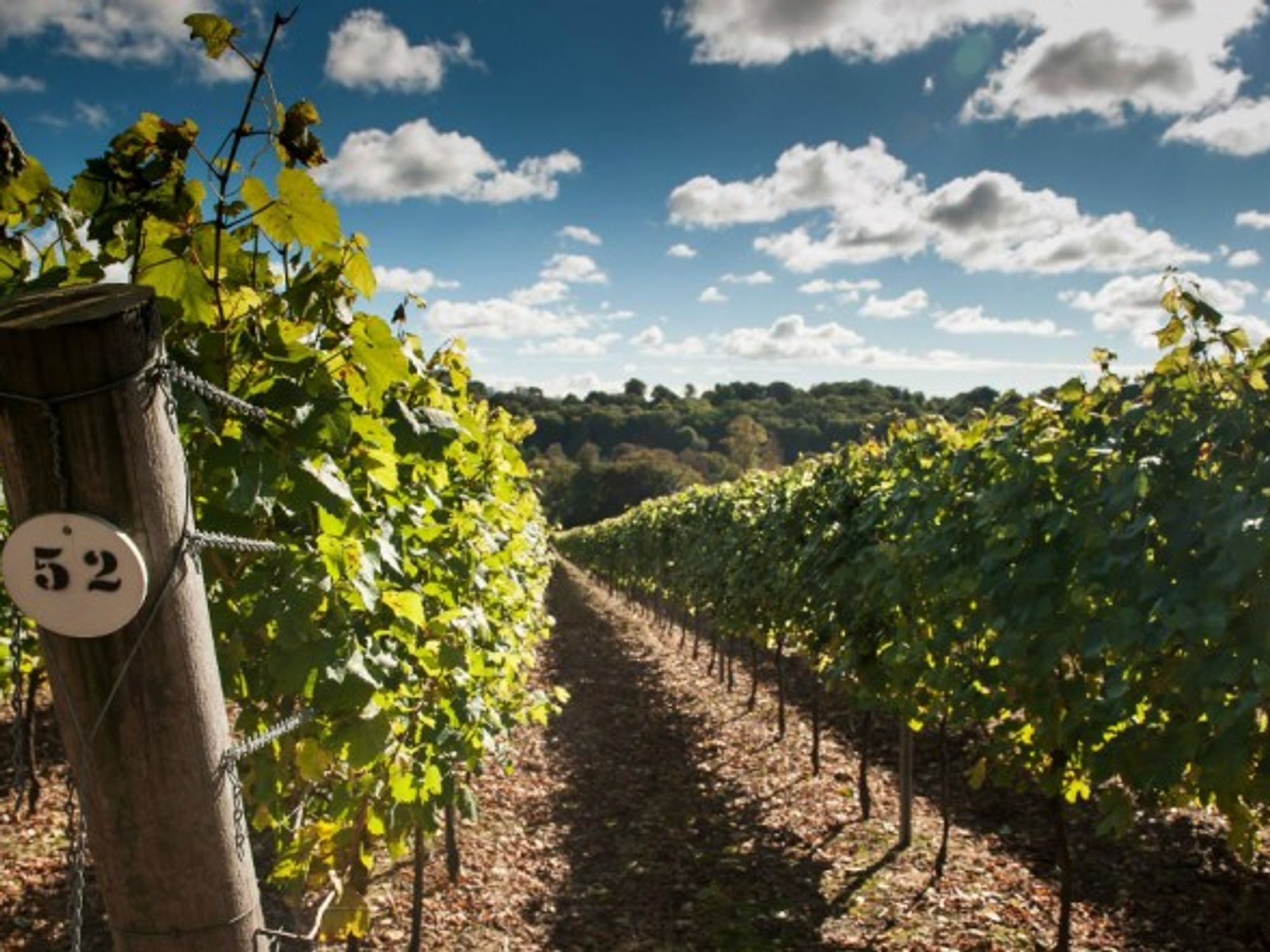 Hambledon Wine Estate main photo