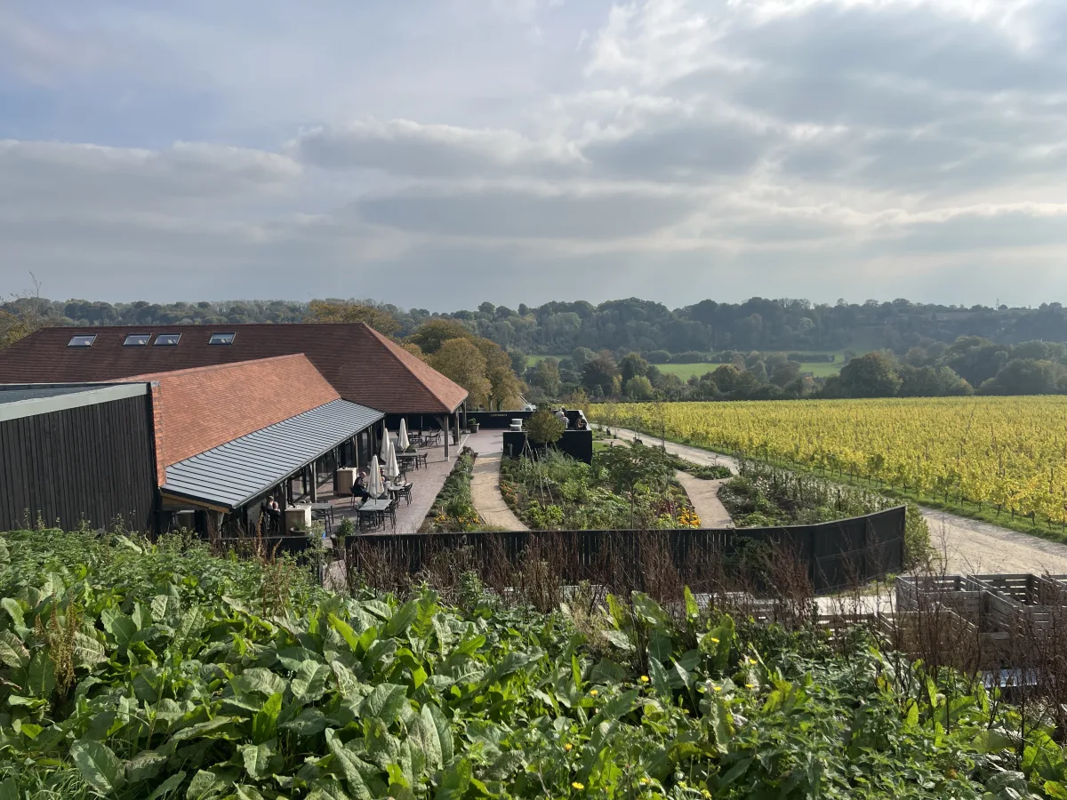 Hambledon Wine Estate vineyard