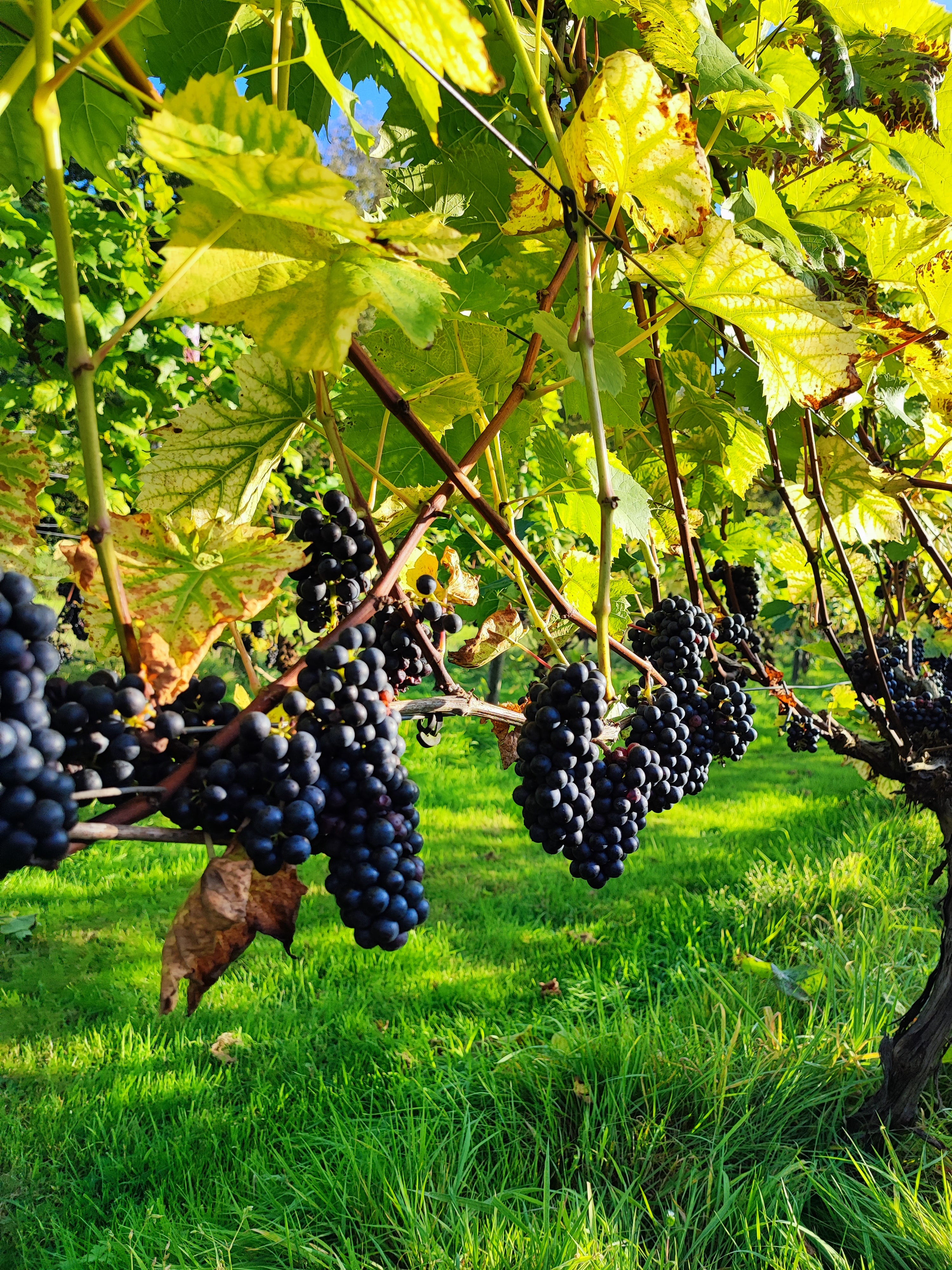 Henners Vineyard main photo