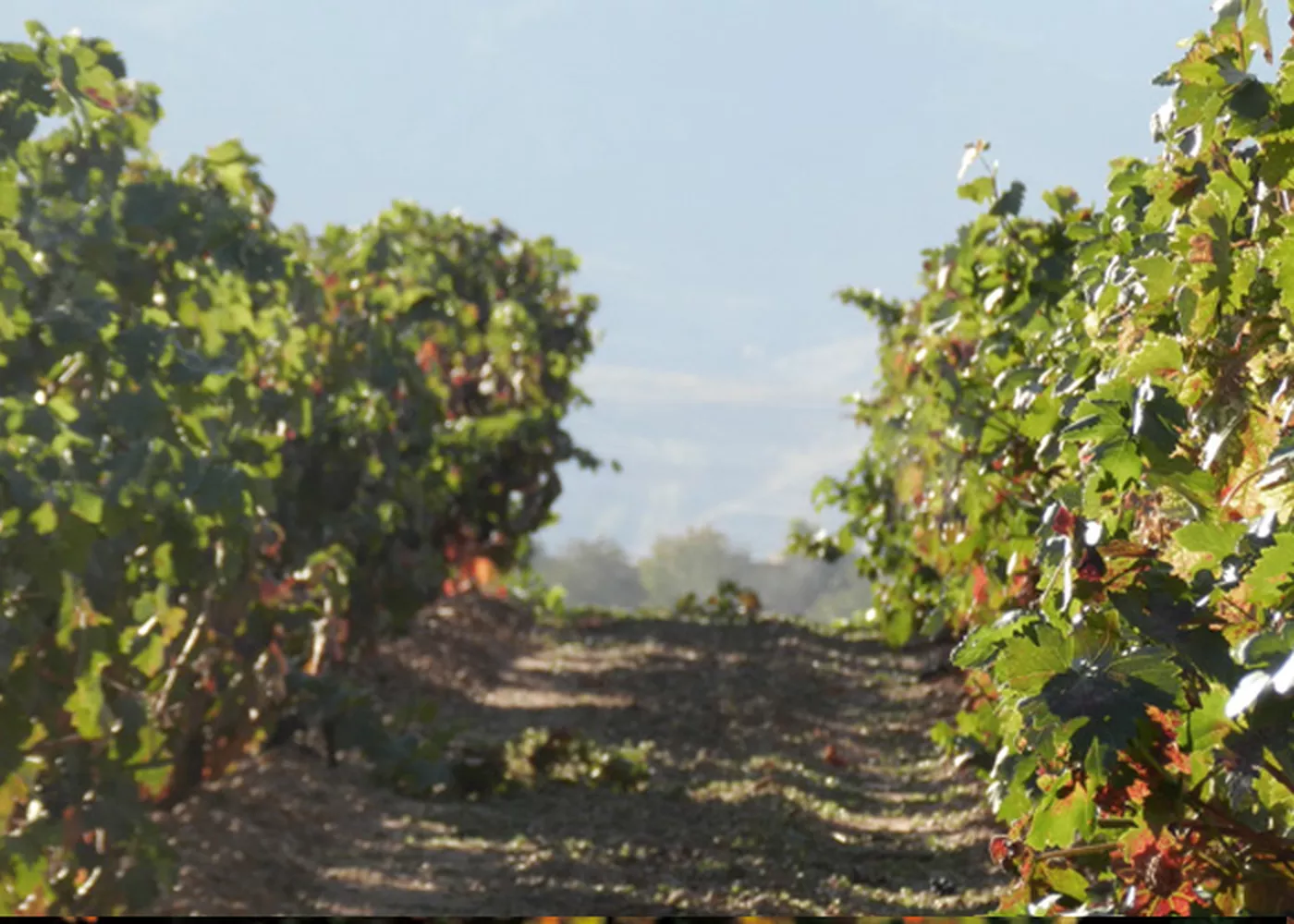 Holy Vale Vineyard main photo