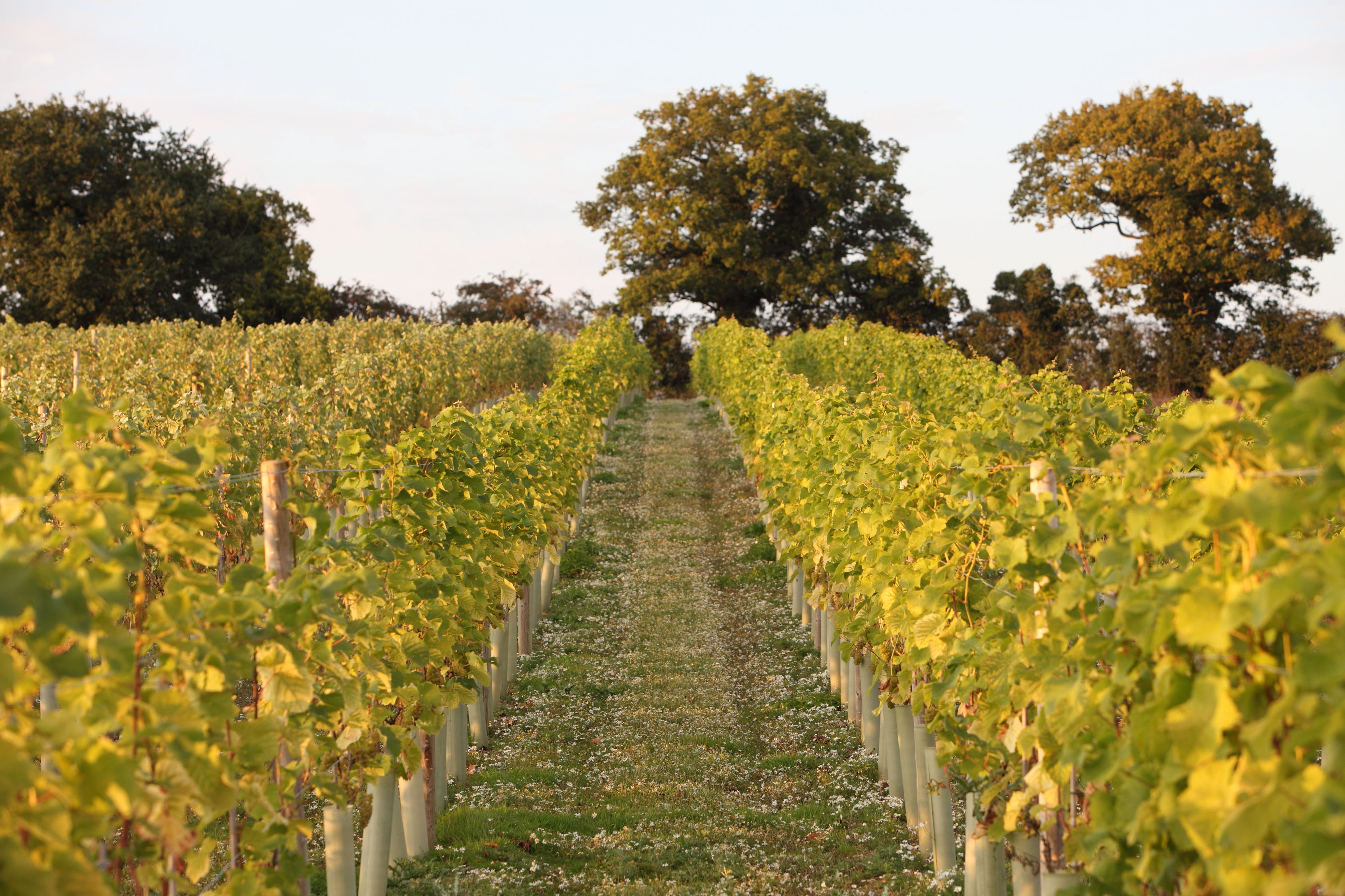 Humbleyard main photo