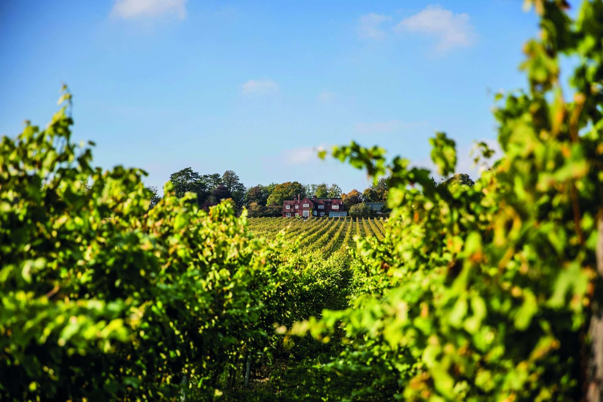 Hungerhill Vineyard main photo