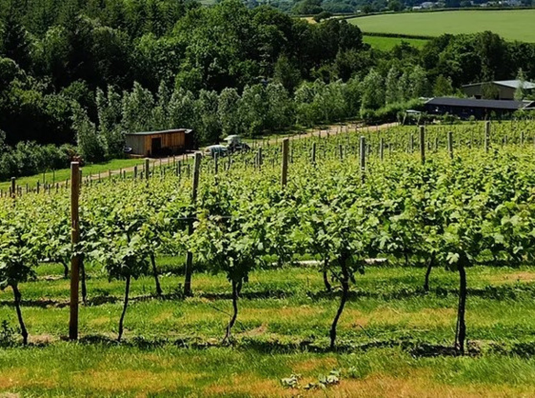 Huxbear Vineyard main photo