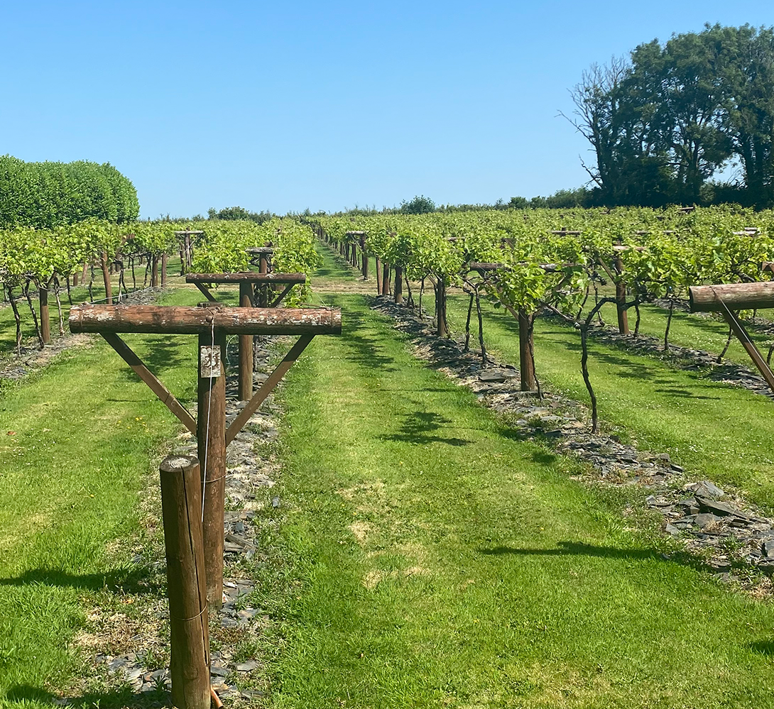 Jabajak Vineyard main photo