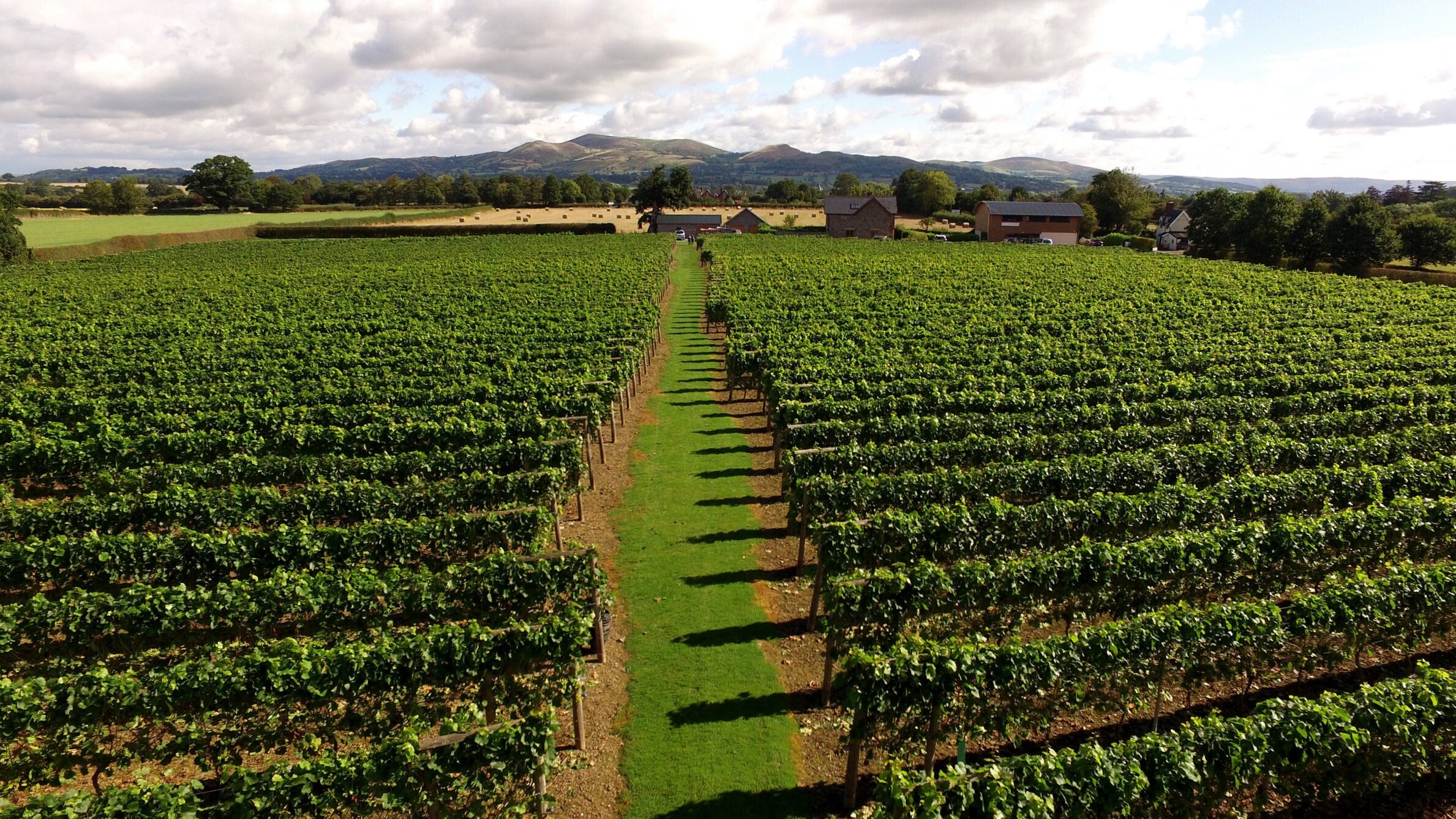 Kerry Vale Vineyard main photo