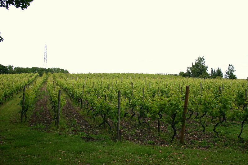 Leventhorpe Vineyard main photo