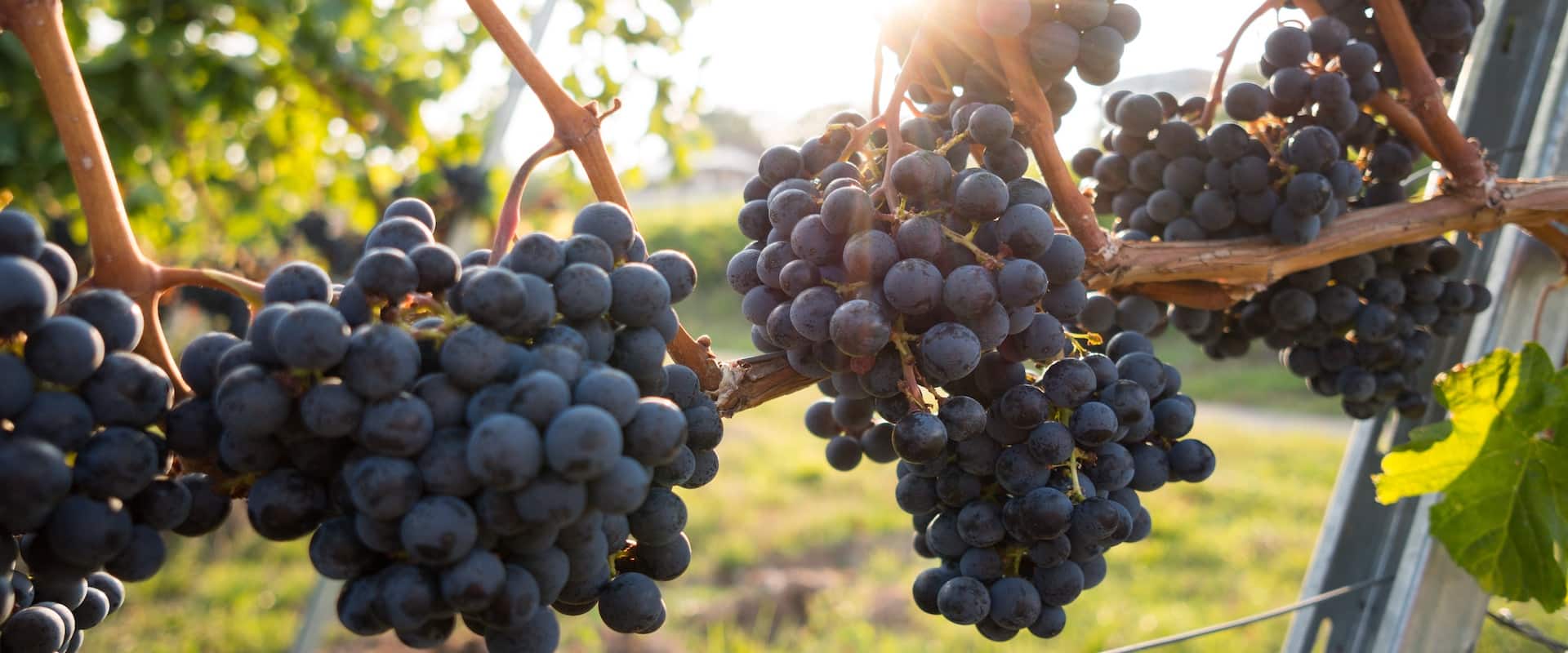 Limeburn Hill Biodynamic Vineyard main photo