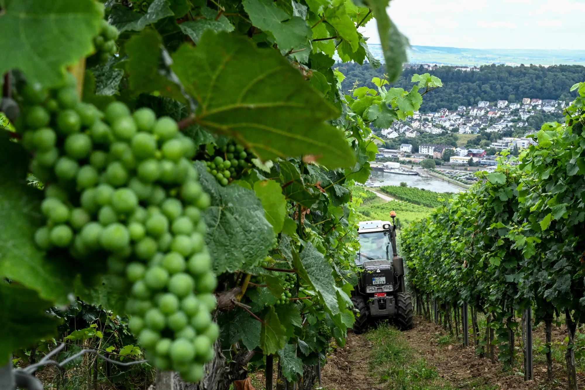 Little Bursted Vineyard main photo