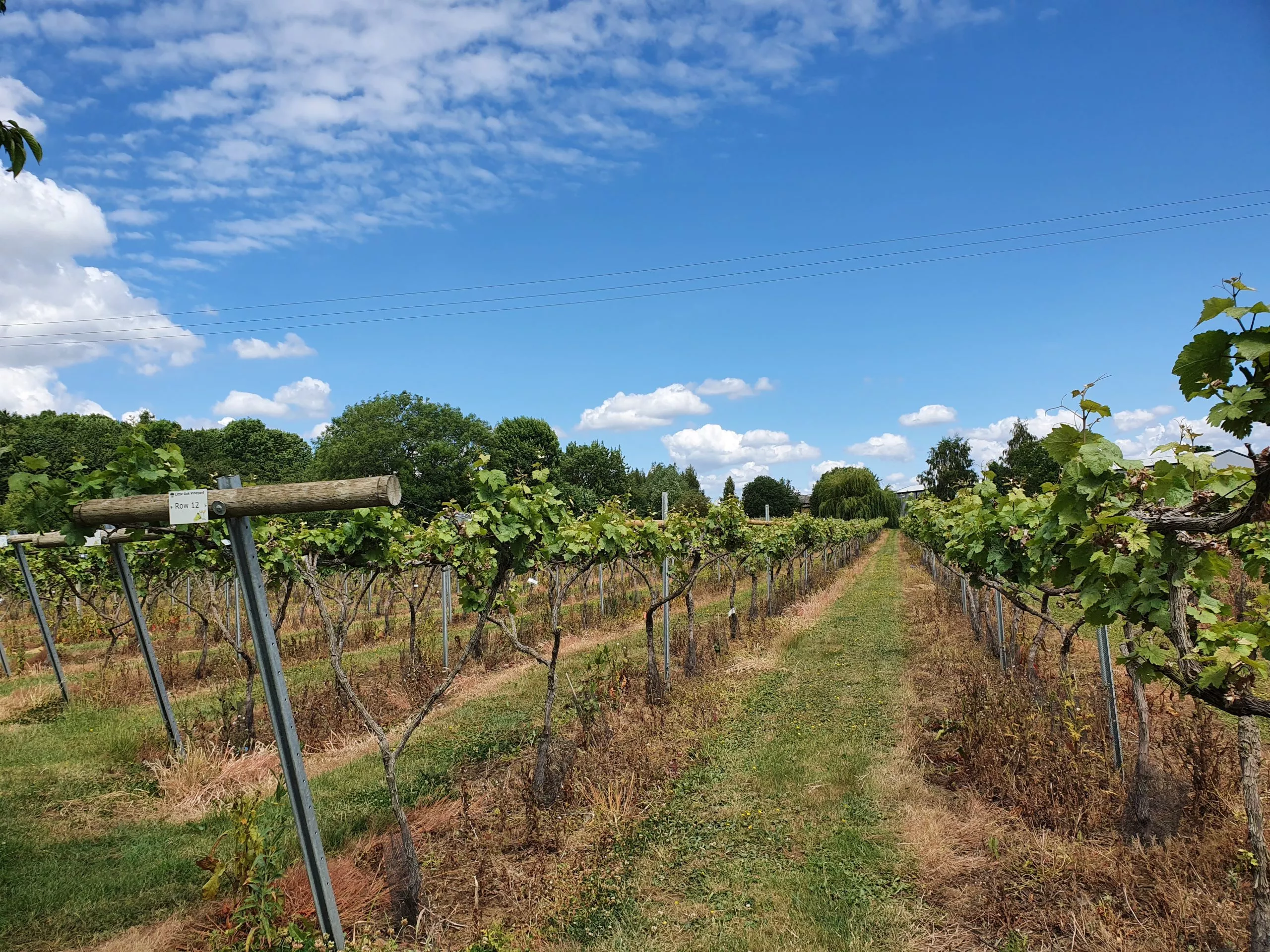 Little Oak Vineyard main photo