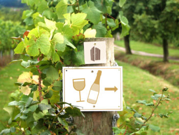 Little Pinnolds Vineyard main photo