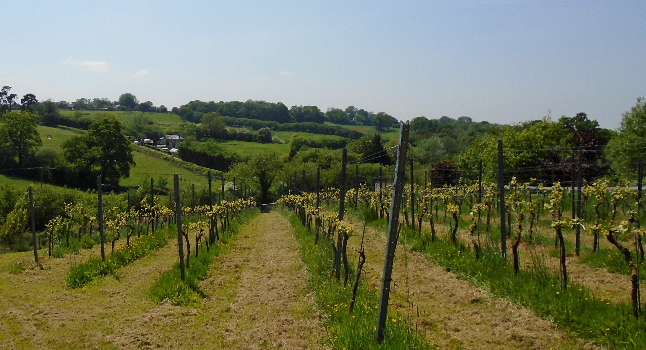Melbury Vale Vineyard main photo
