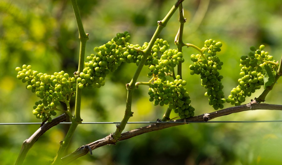 Minerva Wine main photo