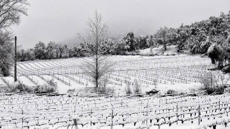 Nine Oaks Vineyard main photo