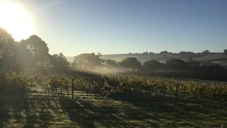 Polmassick Vineyard main photo