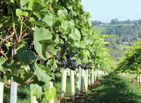 Radlow Hundred main photo