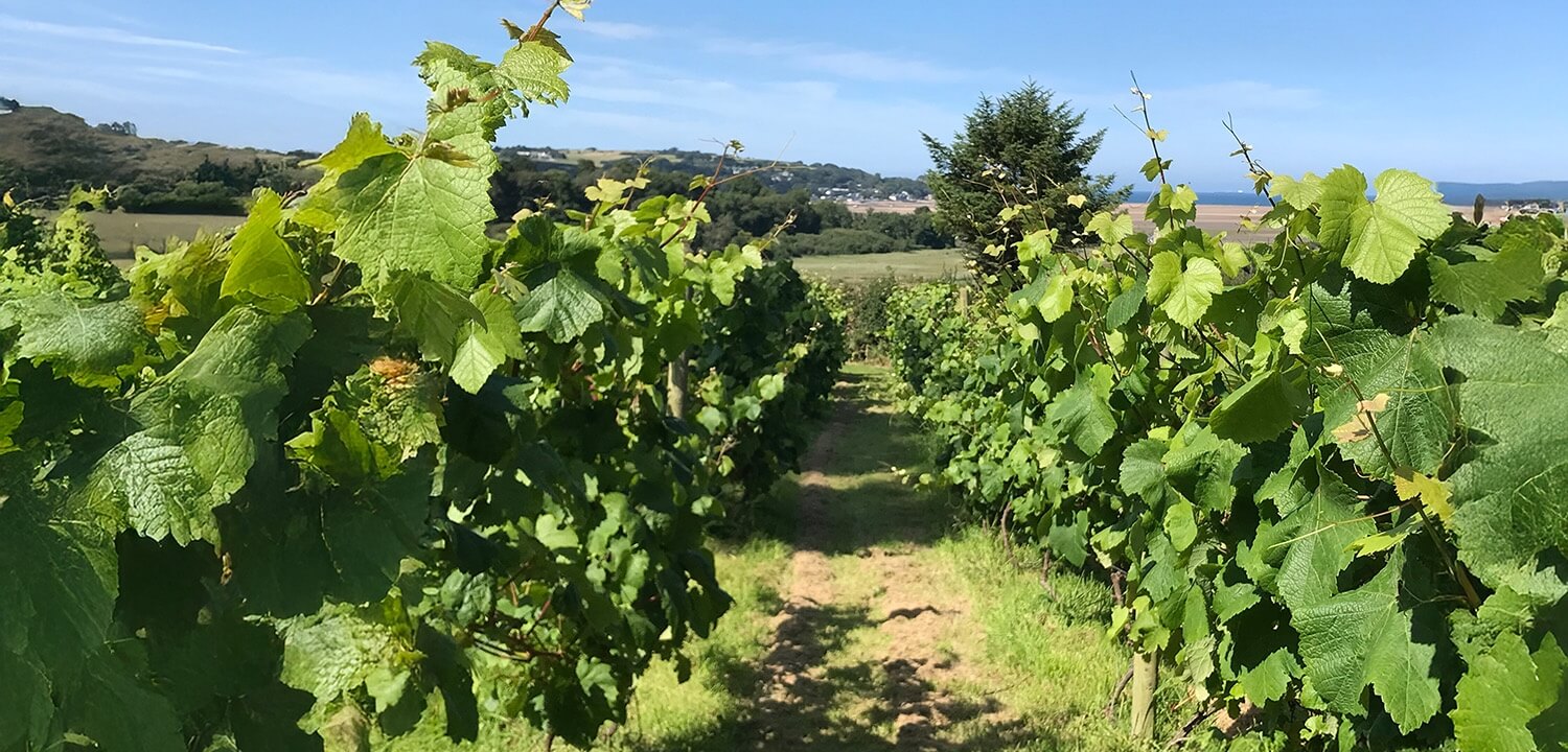 Red Wharf Bay Vineyard main photo