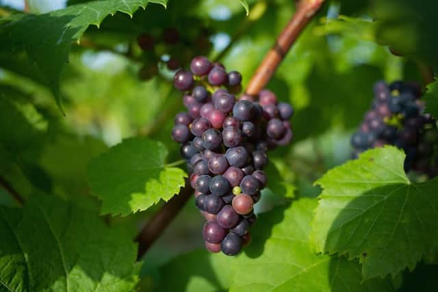 Ryedale Vineyards main photo