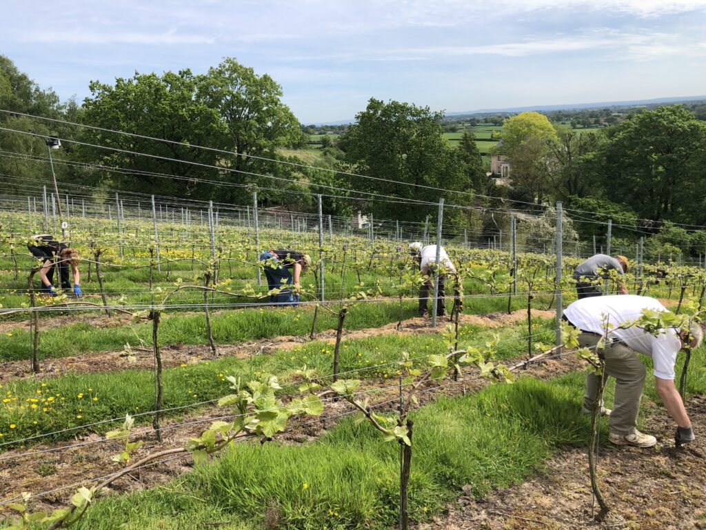 Sedlescombe Organic Vineyard main photo