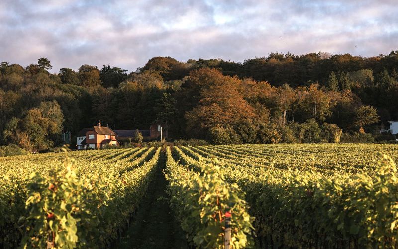 Simpsons Wine Estate main photo