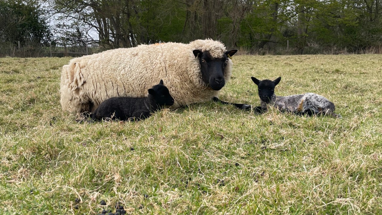Stonyfield Wine At Painters Vineyard main photo