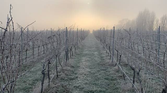 Tamar Valley Vineyard main photo