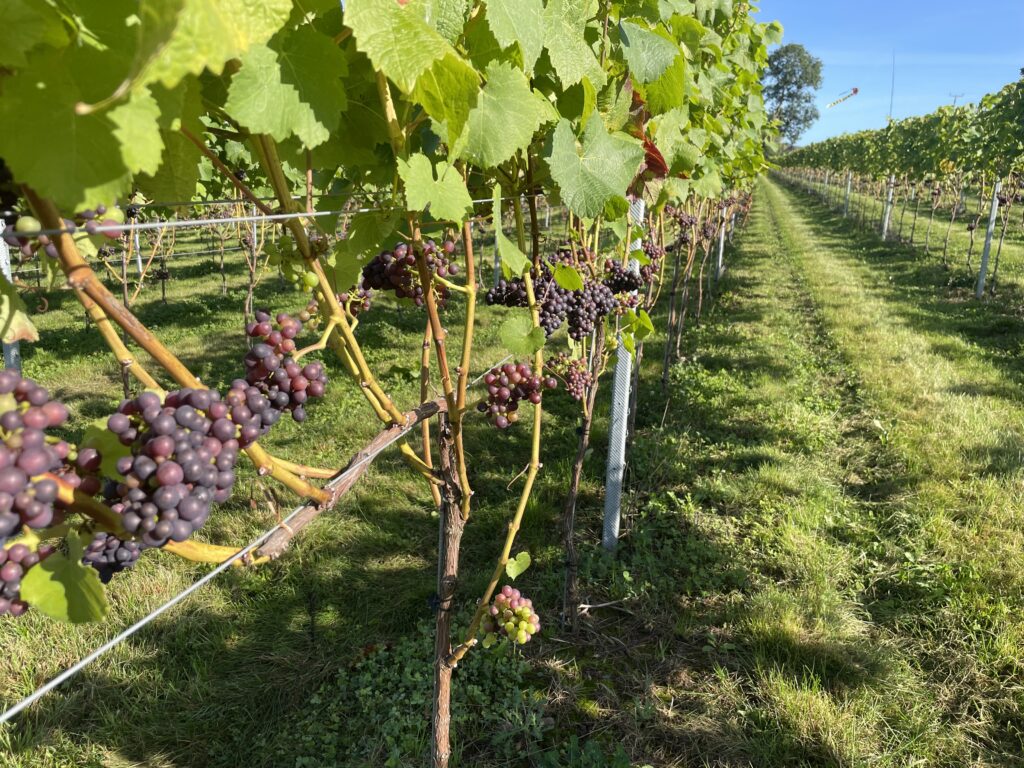 The Dell Vineyard main photo