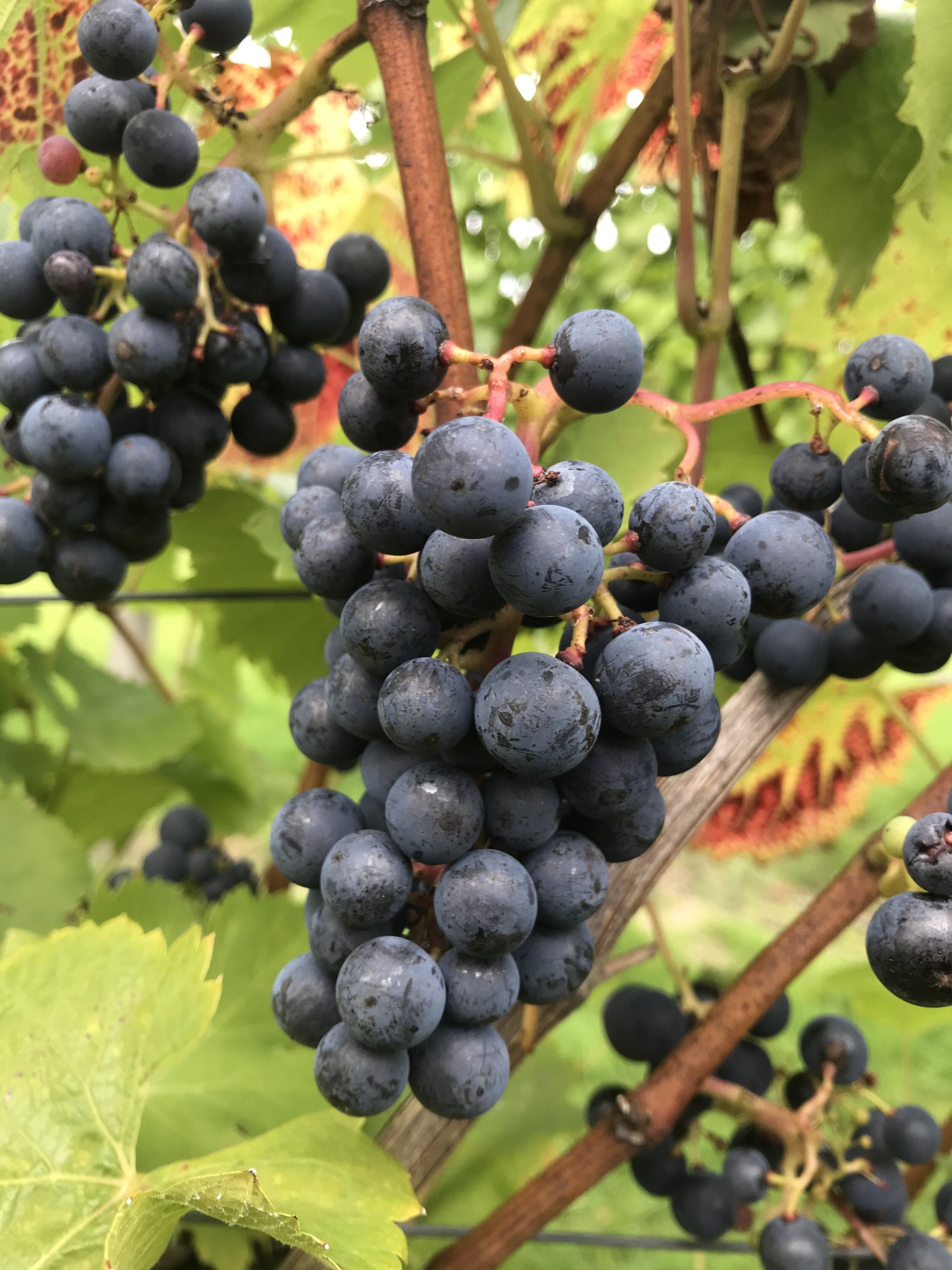 Tickerage Wine At Blackboys Vineyard main photo